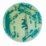 ANNAR-MG-Diagnostica-2-300x200