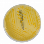ANNAR-MG-Diagnostica-4-300x200